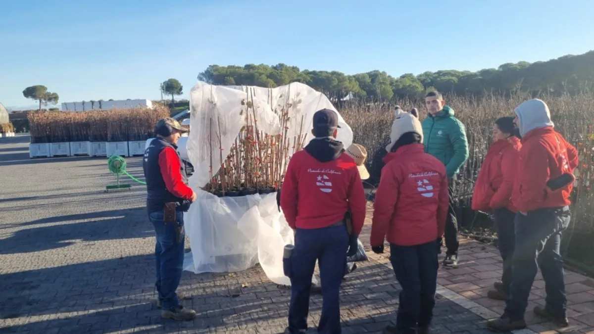 מגדלים זיכרון: שתילי הפיסטוק שיובאו מספרד למיזם לזכרו של אלמוג סרוסי ז״ל