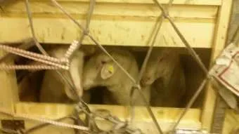חברת האחים ביבאס הטיסה לארץ כבשים לגידול והשבחה