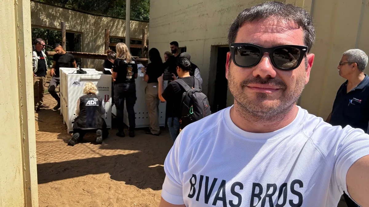 מבצע לוגיסטי בינלאומי: גורי האריות שחולצו בישראל הוטסו למשכן קבע בדרום אפריקה