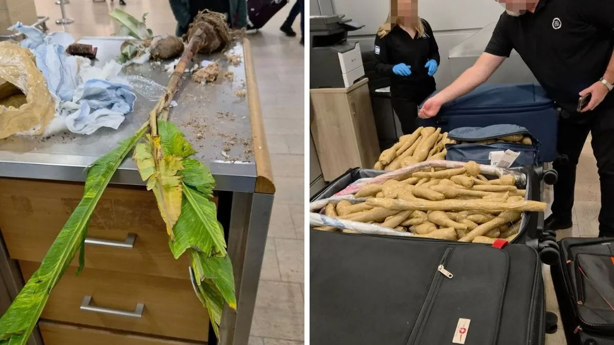 מכס נתב״ג: סוכל ניסיון הברחה של שתילים מתאילנד