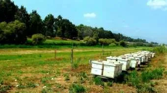 מועצת הדבש לשר החקלאות: בטל את הסרת מכסי המגן על הדבש