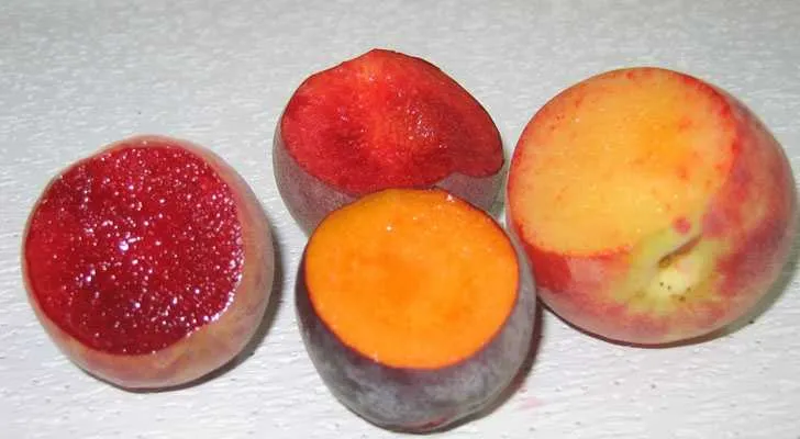 קרששש
