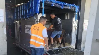 חמורים במסוף סוויספורט בנתב״ג. בדרך לחיים חדשים