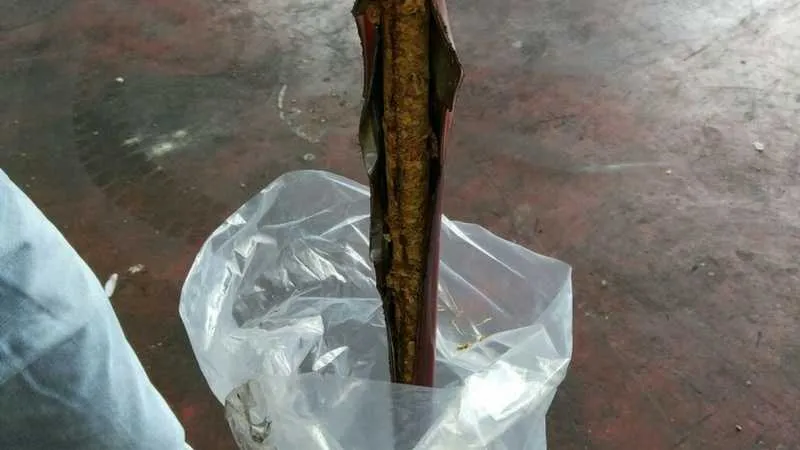 הטבק שהוסלק במקל המטאטא. צילום: מכס ניצנה 