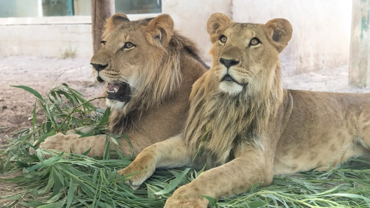 מבצע לוגיסטי בינלאומי: גורי האריות שחולצו בישראל הוטסו למשכן קבע בדרום אפריקה