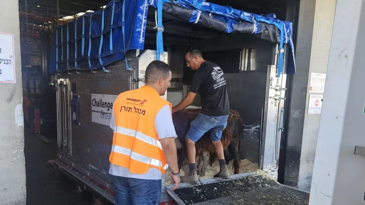 חמורים במסוף סוויספורט בנתב״ג. בדרך לחיים חדשים