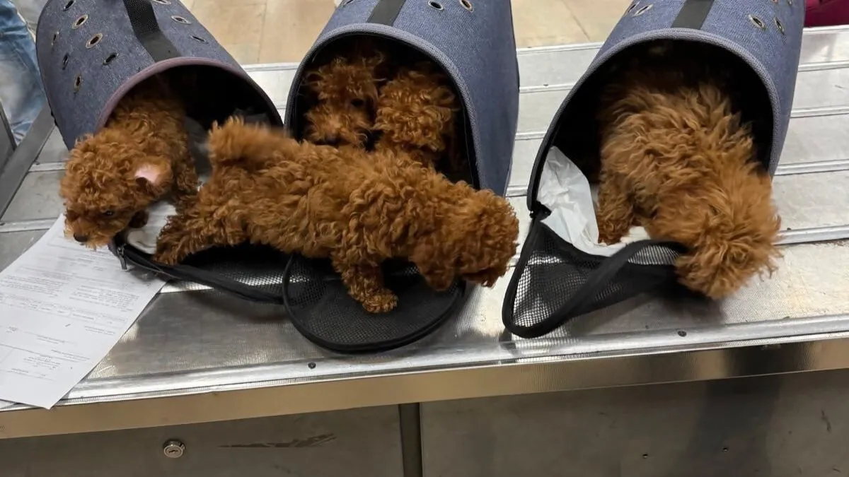 גורי הכלבים שנמצאו בתיקים. קרדיט צילום: משרד החקלאות ורשות המסים  