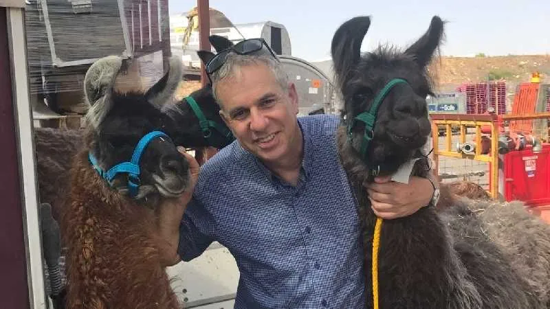 רונן שפירא, מנהל חטיבת המטענים, עם לאמות שעלו לארץ. תמונת ארכיון 