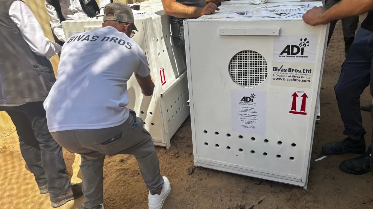 מבצע לוגיסטי בינלאומי: גורי האריות שחולצו בישראל הוטסו למשכן קבע בדרום אפריקה