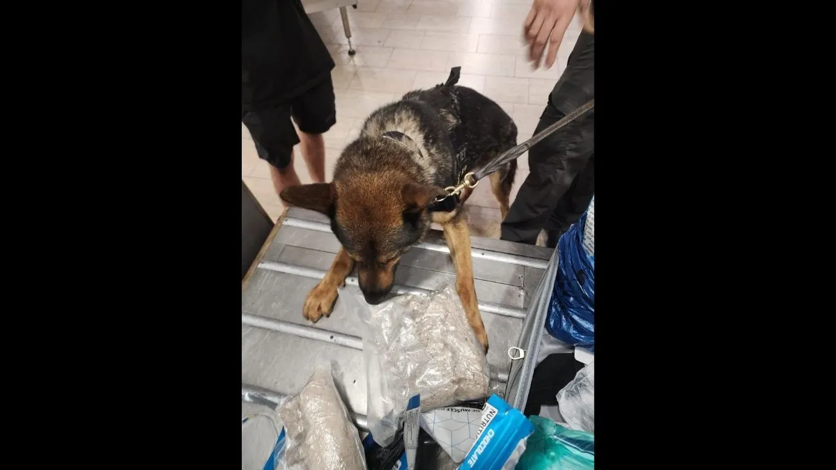 תיעוד חשיפת הסמים. צילום: דוברות המשטרה ודוברות רשות המסים