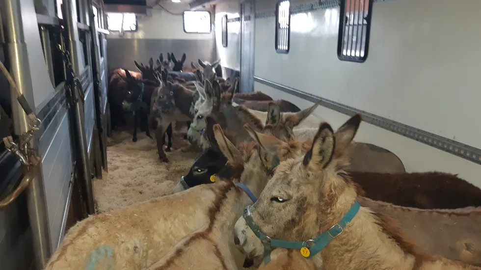החמורים במסוף ממן. מבצע משולב